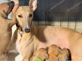 K.c whippet