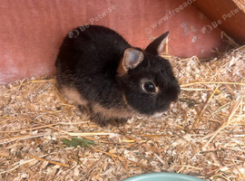Male&Female Netherland Dwarf