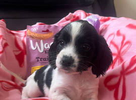 7 healthy sprocker spaniel puppies