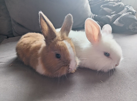 2 mini lion lop does ready 5th july