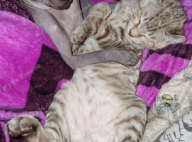 Spynx x Bengal x Scottish fold