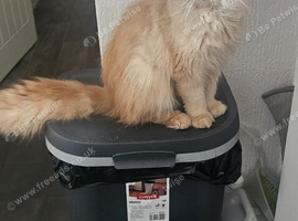 Persian flat faced male