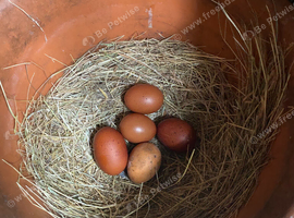 Burford Brown hybrid pullets