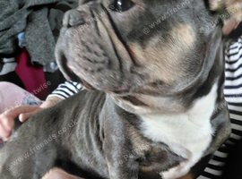 6 yr old frenchie