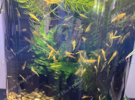 Goldback Neocaridina Shrimp