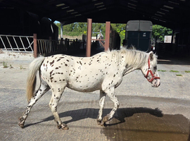 Appaloosa