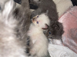 Ragdoll kittens