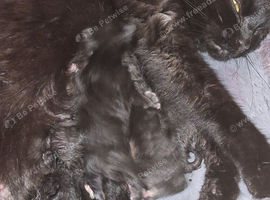 Maincoon mix kitten