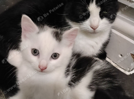 Kittens