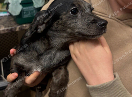 Female puppy needing a new home