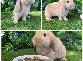 Lots of mini lop baby rabbits ( see all photos )