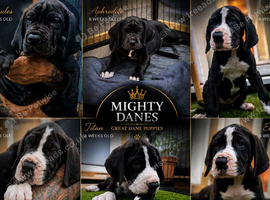 great dane puppies