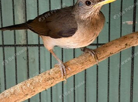 Pair of African thrush
