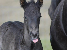 Fell pony broodmare & faol