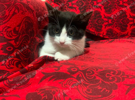 female 1 month old litter trained