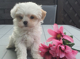Korean Toy maltipoo puppies from Dna tested mum