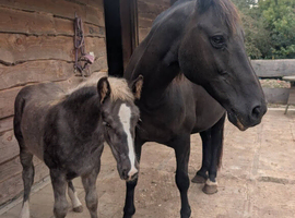 Welsh part bred broodmare and colt foal