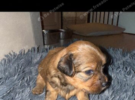 Maltipoo puppies