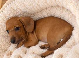 Dachshund