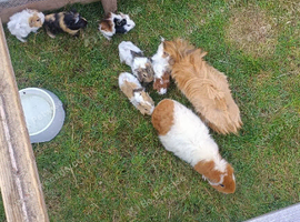 Baby boys