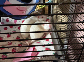 2 male rats for sale