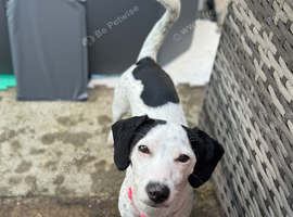 Jackapoo Needs Nee Home