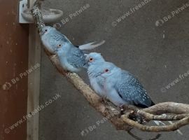 Diamond Doves Breeding Colony X 11