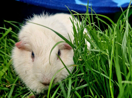 Looking for a 4yr+ guinea pig for my single female pig