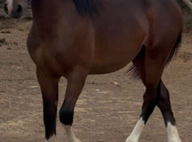 Sec d yearling colt