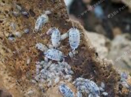 Dairy Cow Isopod UK WIDE SHIPPING