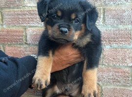 Pure German Rottweiler Puppies For Sale
