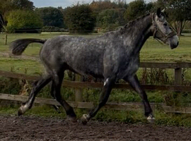 Irish sports horse gelding