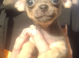 Chihuahua pups