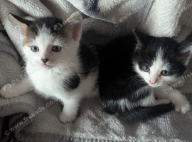 Kittens for sale