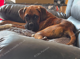Boxer puppy 6 months old