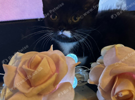Beautiful kittens
