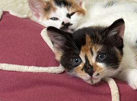 4 stunning kittems