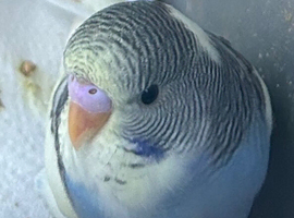 Budgies available 2x boys 1x girl
