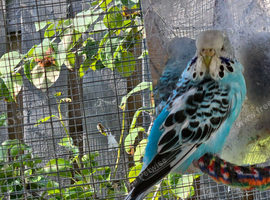 Pet Budgies
