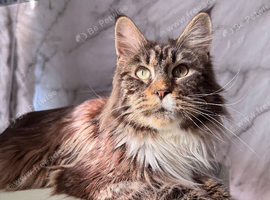 Active registered Mainecoon Queen for sale