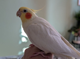 Beakachoo needs you