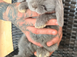 Baby&rsquo;s mini lops