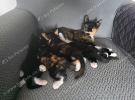 Kittens looking for a loving caring home