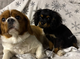 Black & Tan Cavalier King Charles Spaniel puppies