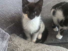 3 kittens forsale