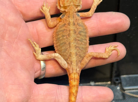 Tony baby bearded dragons