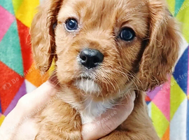Adorable health tested Cavalier Pups