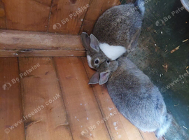Mini dwarf rabbits