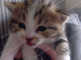 Persian x maincoon doll face kittens