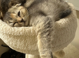 Female Scottish Fold Kitten